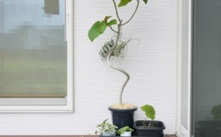 元気のないウンベラータをほぼ丸坊主にし 成長を促してみた ホームズさんちの研究所