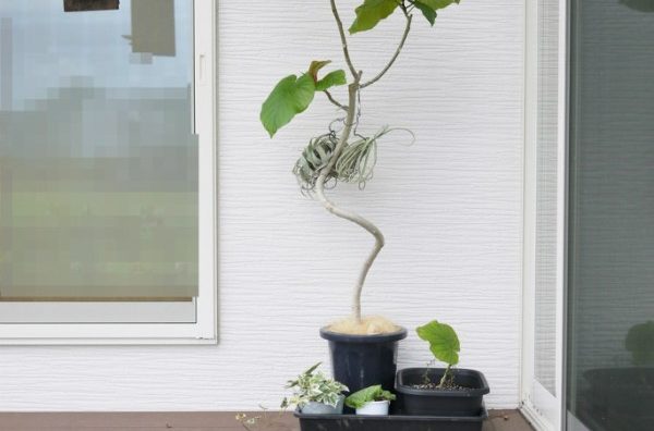 4年目のエゴノキに異変 穴と木屑 駆除決行 ホームズさんちの研究所 4年目のエゴノキに異変 穴と木屑 駆除決行 ホームズさんちの研究所