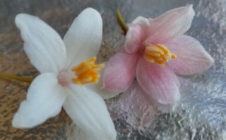 4年目のエゴノキに異変 穴と木屑 駆除決行 ホームズさんちの研究所 4年目のエゴノキに異変 穴と木屑 駆除決行 ホームズさんちの研究所