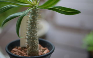 4年目のエゴノキに異変 穴と木屑 駆除決行 ホームズさんちの研究所 4年目のエゴノキに異変 穴と木屑 駆除決行 ホームズさんちの研究所